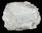 Large Fossil Tortoise (Stylemys) - Wyoming #22794-5